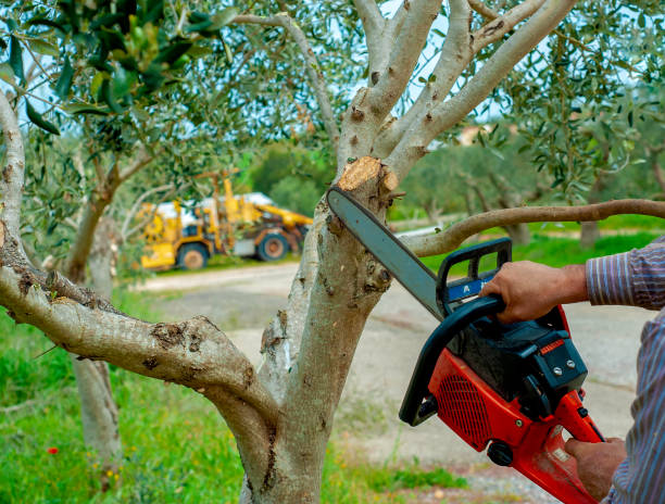 Tree Removal for Businesses in Gloucester Courthouse, VA